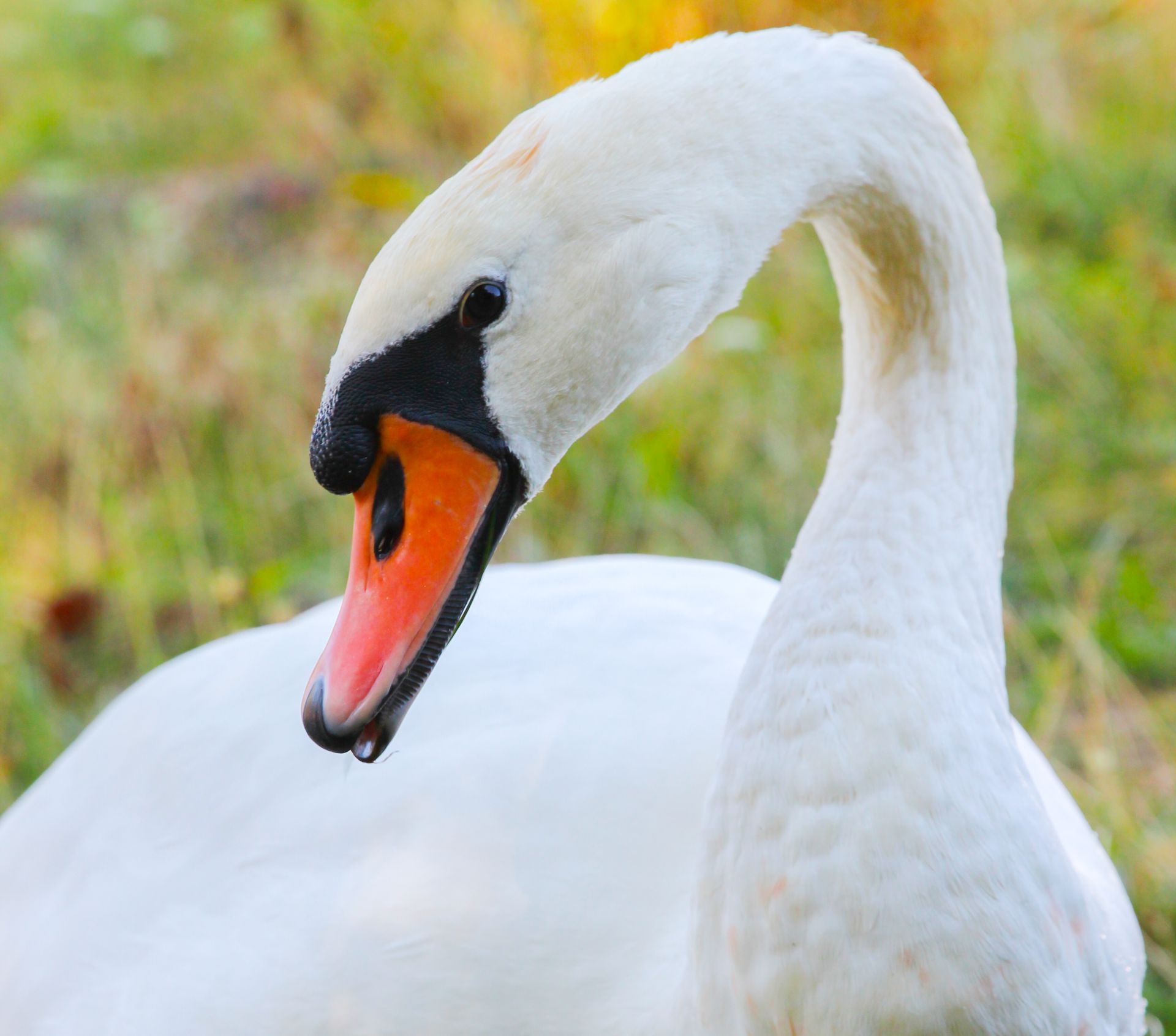 Schwan am Fennpfuhlsee