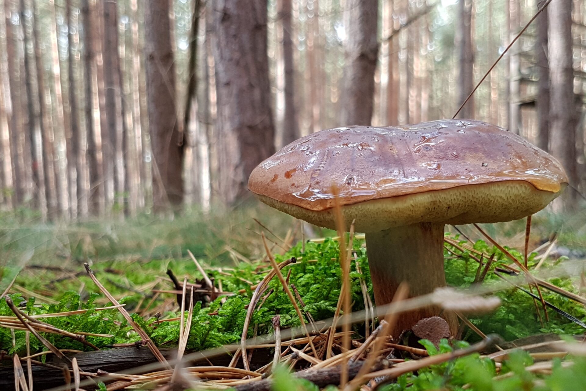 Herbstatmosphäre, ein Pilz, eine Marone, ist als Nahaufnahme vor einem Wald zu sehen